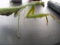 videos de Praying mantis listening to Beyonce (single ladies.) Kidding this is about a praying mantis eating a pea.
