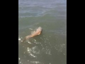Black Drum Tampa Bay