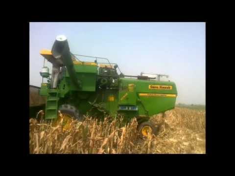 how to harvest popcorn