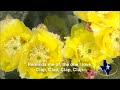 I liked a @YouTube video http://t.co/ESpDD1xc9s Deep In The Heart Of Texas Song