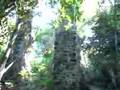 videos de Deep in the forest..