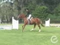 Antique (Horse For Sale)