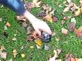 videos de The Buttheads - mp4 ravage (part 2)
