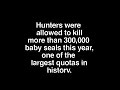 Canada's Annual Seal Slaughter Is Unethical And Includes Baby Sea Lion's Ruthless Clubs To Death