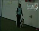 16/12/2007 pandino obedience circuito dog