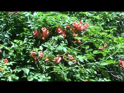 how to trumpet vine