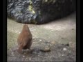 Wren savaging a caterpillar2