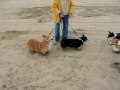 Herd of Corgi's on Beach