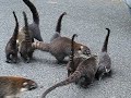Wild Coatamundis
