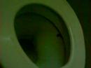Frog in the Toilet Frog in the Toilet