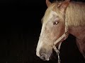 Selminell muistovideo