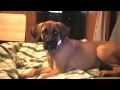 Brandi, 13 weeks old