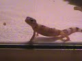 Luipaardgekko (Eublepharis Macularius) jonkie