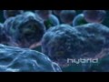 The Stages of Mitosis