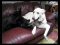 morris and bentley