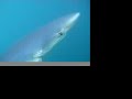 Smells Like Rubby Dubby - Blue Shark Smells Like Rubby Dubby - Blue Shark