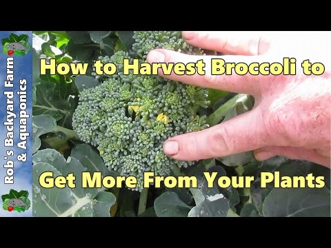 how to harvest broccoli