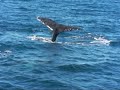 Humpback Whales on Great Barrier Reef