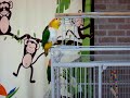 JoJo and Chickie Caique sounds
