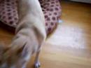 Huskador Gets a Wubba 2 Huskador Gets a Wubba 2