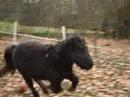 Les pOney's