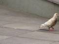videos de No ritmo da pomba