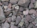 Big spider in Atlas mountains
