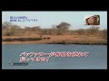 Battle at Kruger on Japanese Television Battle at Kruger on Japanese Television
