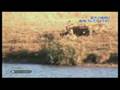 Battle at Kruger on Japanese Television