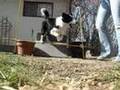 Jersey's Flyball Boxwork (Part One)