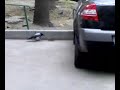 Cuervo vs Rata
