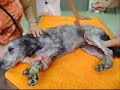 Acupuntura Veterin�ria