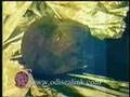 DR JONATHAN REED - THE LINK ARTIFACT - ODISEALINK.COM PART 5
