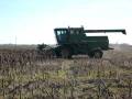 Harvesting Kansas Sunflowers