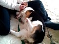 ??????????????????????Welsh corgi pembroke?