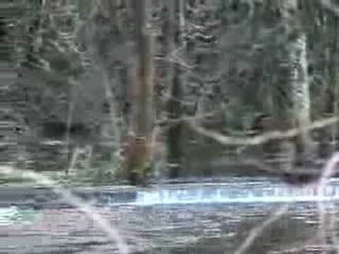 Flood at the River Leven, Loch ...