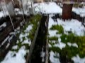 сад Декабрь 2008год.
