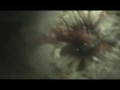 Poya Seychelles Part 4 (Night Dive) Poya Seychelles Part 4 (Night Dive)