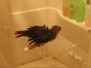 Sophie is te Shower Sophie is te Shower