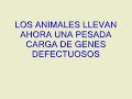noche mágica para los perros