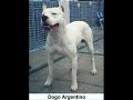 noche mágica para los perros