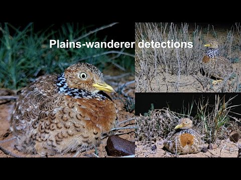 <p>Plains-wanderers in Queensland: marginal habitat or critical refuge?</p>
 video thumbnail