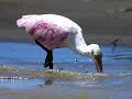 a blues song about a pink bird - with beautiful and amusing images