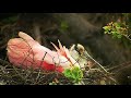 a blues song about a pink bird - with beautiful and amusing images