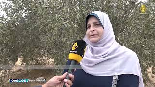 تقرير || بلدية عبسان الكبيرة تنظم مهرجان شعبي حول موسم قطف الزيتون