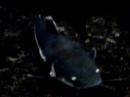 Underwater World Part - 2