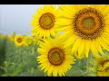 Love Poem (Spring Waltz OST) Love Poem (Spring Waltz OST)