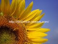 love poem  spring waltz ost 