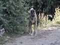 Dog Fight Kurdish Kangal German Shepherd Pitbull Terrier