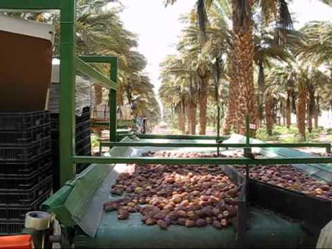 how to harvest dates